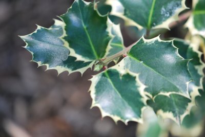 Ilex aquifolium 'Argenteomarginata' - cesmína ostrolistá 'Argenteomarginata' - jarní větévka